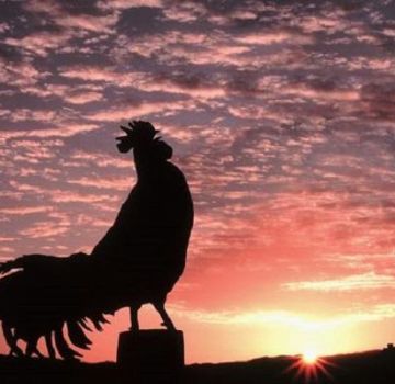 Why roosters crow in the morning and the reasons for the lack of crowing