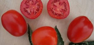 Mô tả về giống cà chua Indio và đặc điểm của nó