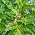How to process a peach if aphids are on it, how to deal with folk remedies and drugs
