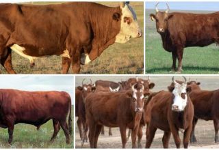 Causes et signes de réticulite traumatique chez les bovins, traitement et prévention