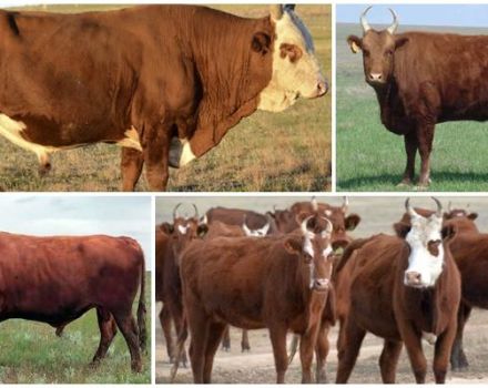 Sığırlarda travmatik retikülitin nedenleri ve belirtileri, tedavisi ve önlenmesi