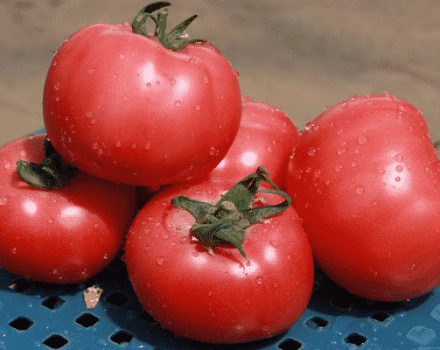 Opis odrody paradajok Esmira, jej vlastnosti a produktivita