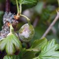Causes of diseases and pests of gooseberry, treatment and control of them