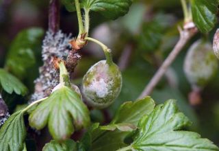 Causes of diseases and pests of gooseberry, treatment and control of them