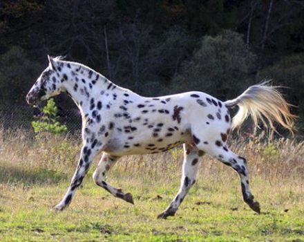 Descripció i característiques de la raça de cavalls Altai, característiques del contingut