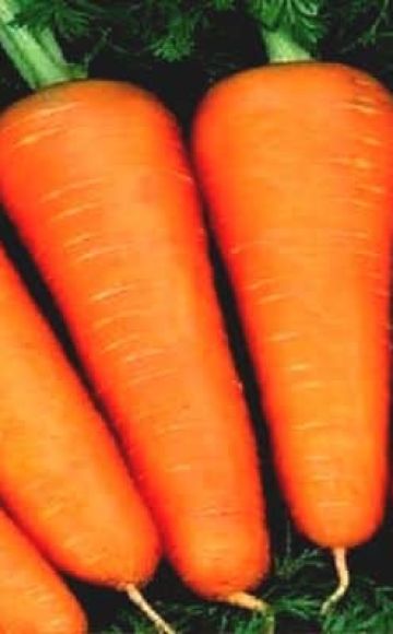Χαρακτηριστικά και περιγραφή της ποικιλίας καρότου Abaco, απόδοση