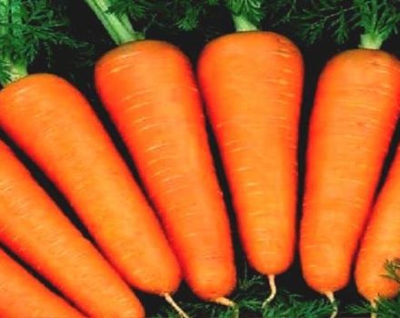 Characteristics and description of the Abaco carrot variety, yield