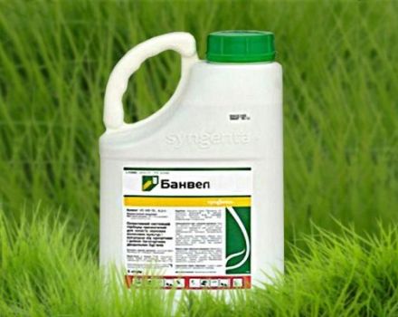 Hướng dẫn sử dụng và nguyên lý hoạt động của thuốc diệt cỏ Banvel, suất tiêu hao