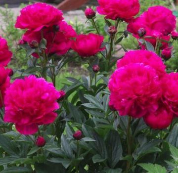 Description of 18 popular varieties of milk-flowered peony, planting and care
