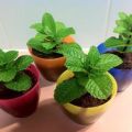 Comment cultiver et entretenir la menthe à la maison sur un rebord de fenêtre de semences