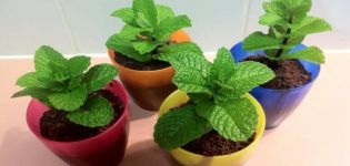 Como cultivar e cuidar da hortelã em casa no peitoril de uma janela de sementes