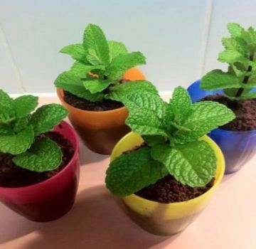 How to grow and care for mint at home on a seed windowsill