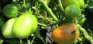 Beschrijving van de meisjesachtige harten van tomaten, kenmerken en teelt van de variëteit