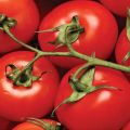 Caratteristiche e descrizione della varietà di pomodoro dell'ibrido Tarasenko, la sua resa