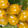 Beskrivelse og karakteristika for Amber stikkelsbærsorten, dyrkning og reproduktion