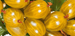 Az Amber egres fajta leírása és jellemzői, termesztése és szaporodása