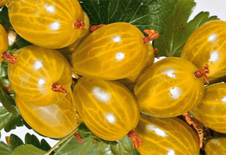 Beskrivelse og karakteristika for Amber stikkelsbærsorten, dyrkning og reproduktion