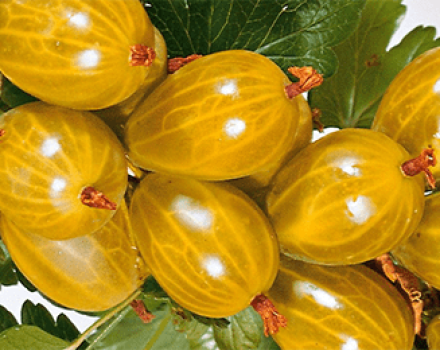 Beskrivning och egenskaper hos Amber krusbärsorten, odling och reproduktion
