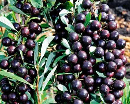 Descrizione della varietà di ciliegio Bessey, riproduzione, semina e cura