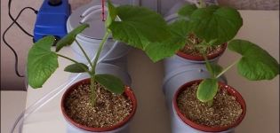 De technologie van het thuis kweken van komkommers in hydrocultuur