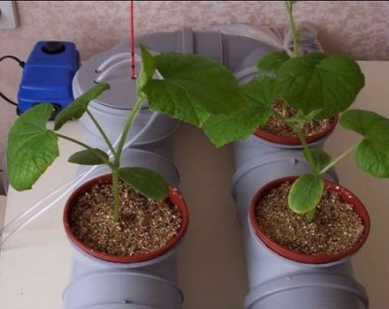 La tecnologia della coltivazione di cetrioli in idroponica a casa