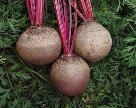 Is it possible to plant beets in late June or July in open ground