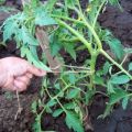 The best ways to properly tie tomatoes in the greenhouse and open field