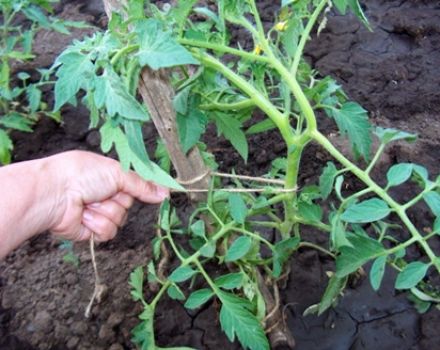 De beste manieren om tomaten goed te binden in de kas en in het open veld