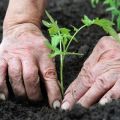 Ο σωστός χρόνος για να φυτέψετε φυτά τομάτας για το θερμοκήπιο