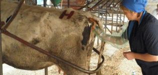 Técnica y características del examen rectal de una vaca para el embarazo.