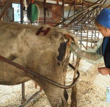 Teknik og træk ved rektal undersøgelse af en ko til graviditet