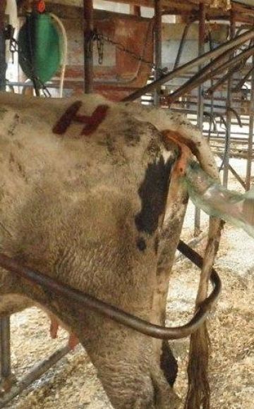 Técnica e características do exame retal de uma vaca para gravidez