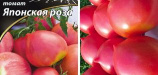 Kuvaus tomaatti japanilaisen ruusun lajikkeesta ja sen ominaisuuksista