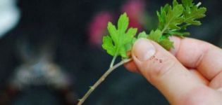 Pravidlá pre transplantáciu chryzantém na jeseň na iné miesto a podmienky pre otvorený terén