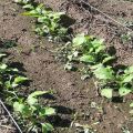 Cách và thời điểm trồng, phát triển và chăm sóc củ cải ngoài trời