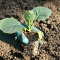 Cum să plantezi corect varza în pământ deschis