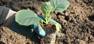 Açık toprağa lahana nasıl ekilir