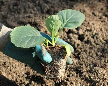 Cách trồng bắp cải trên bãi đất trống