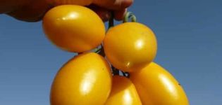 Descrizione della varietà di pomodoro Golden Brush, caratteristiche di coltivazione e cura