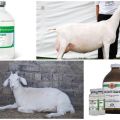 تعليمات للاستخدام والجرعة من الأوكسيتوسين ، عند إعطاء الماعز ونظائرها