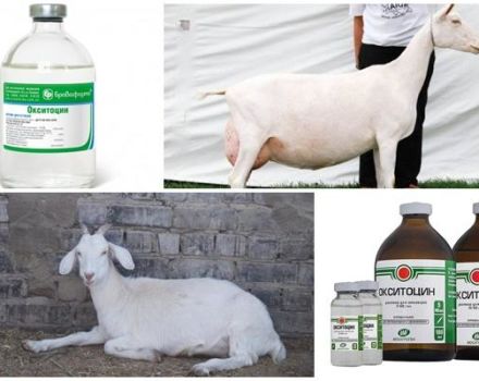 Instructions for use and dosage of Oxytocin, when to give the goat and analogues