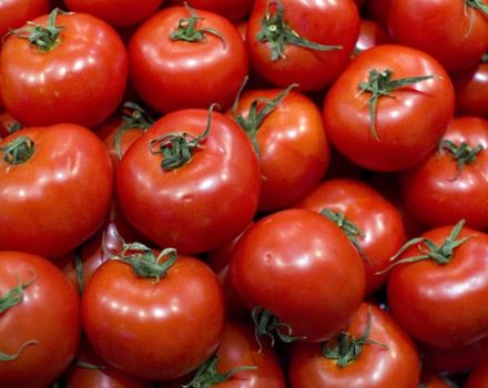 Charakterystyka i opis odmiany pomidora Torbay, jej plon