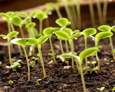 How to properly germinate tomato seeds before planting
