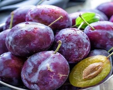 Description and characteristics of Hungarian plum varieties, planting and care
