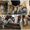 Schéma d'une machine à traire pour vaches et principe de fonctionnement à domicile