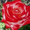 Descrierea celor mai bune soiuri de trandafiri hibrizi, plantare și îngrijire în câmp deschis
