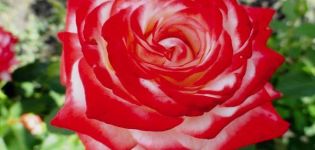 Περιγραφή των καλύτερων ποικιλιών υβριδικών τριαντάφυλλων τσαγιού, φύτευσης και φροντίδας στον ανοιχτό χώρο