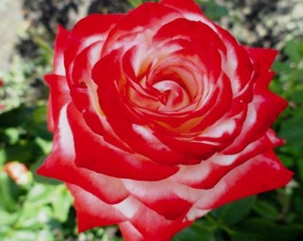 Descripció de les millors varietats de roses de te híbrides, plantació i cura en camp obert