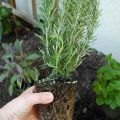 Growing and caring for rosemary in the open field in the Moscow region