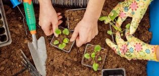 Lunar sowing calendar of planting gardener for august 2020